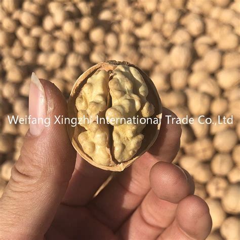 New Crop Aksu Walnuts Xinjiang 185 Walnut China Walnut And Xinjiang