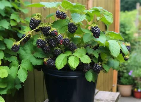 Growing Blackberries At Home In Pots A Guide To Delicious Berries