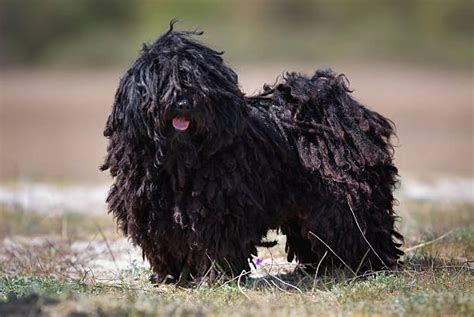 Top 10 Weirdest Dog Breeds: The Strangest Dog Breeds in the World