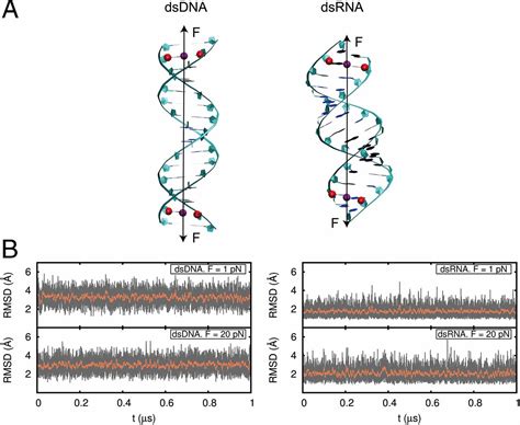 Understanding The Mechanical Response Of Double Stranded DNA And RNA