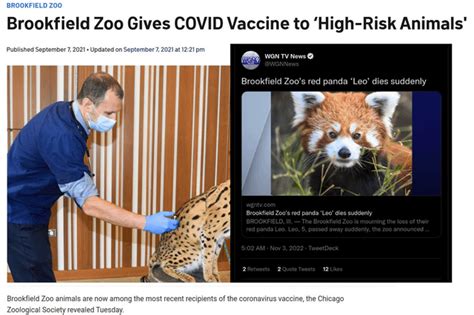 Another Dead Red Panda : r/vaccinememorialwall