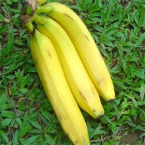 Jual Terbaik Isi Pohon Bibit Pisang Cavendish Unggul Kultur Jaringan