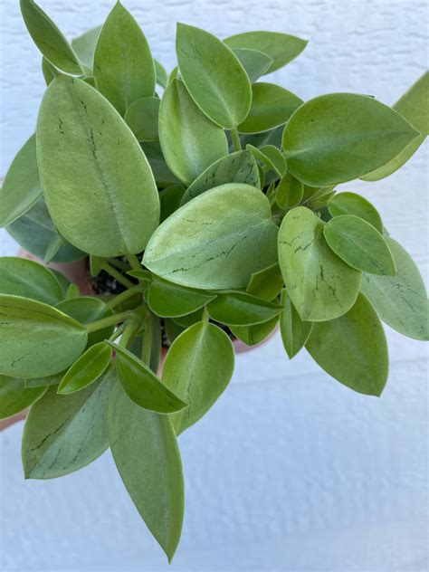 Peperomia Pixie Variegated In Succulent Love