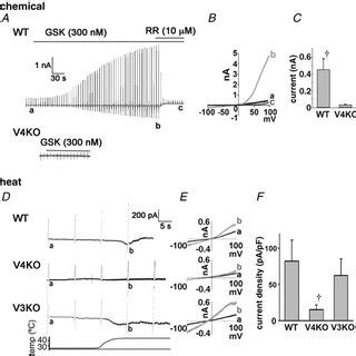 Trpv Mediated Cytosolic Ca Increase In Primary Oesophageal