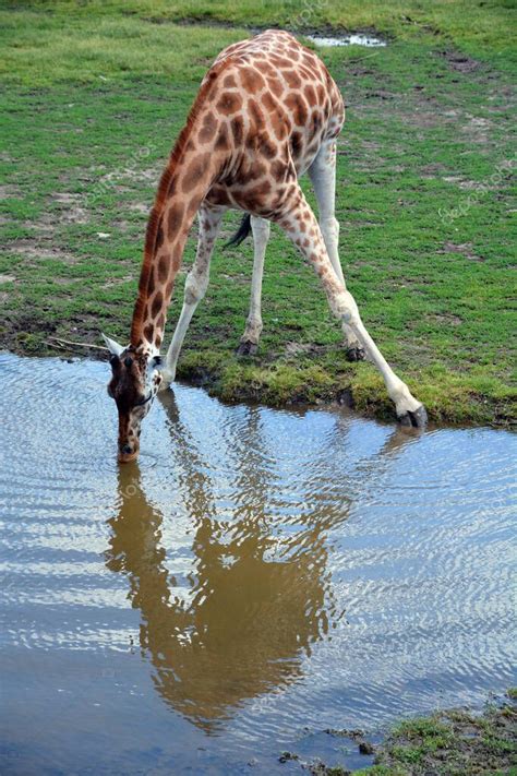 La Jirafa Giraffa Camelopardalis Es Un Mam Fero Ungulado De Dedos