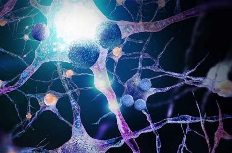 Nat Neurosci：揭示免疫反应对衰老大脑的影响效应 体外诊断专区 生物谷