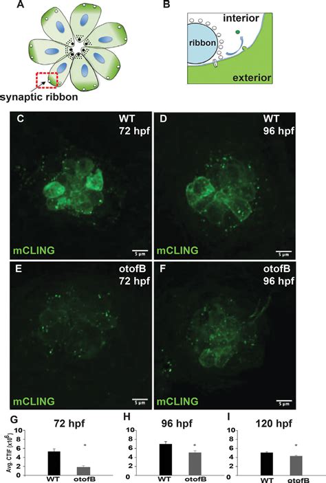 The Otofb Mutation Results In Reduced Mcling Uptake A Diagram Of A