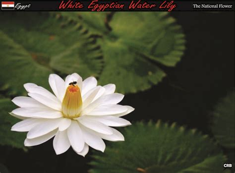 #flower Egypt | Ornamental horticulture, Egypt, Aquatic plants