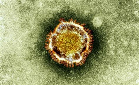 Quién es June Almeida la científica que descubrió el coronavirus