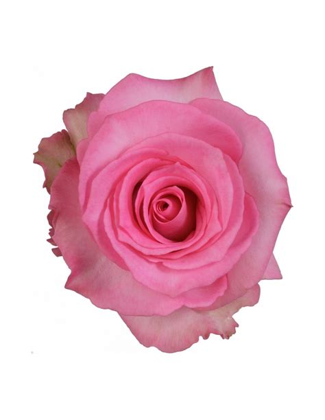 Frutteto Pink Rose