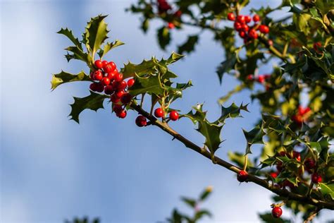 Your How-To Guide on Growing Holly Bushes | ShrubHub