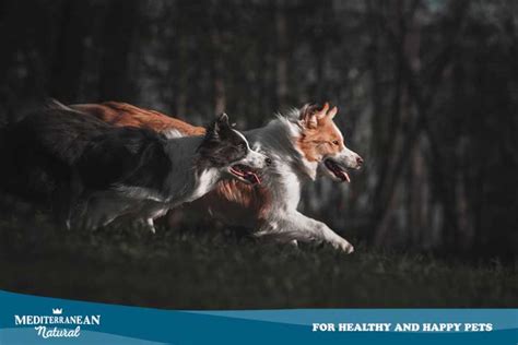 Mediterranean Natural Guía Completa De Las Razas De Perros