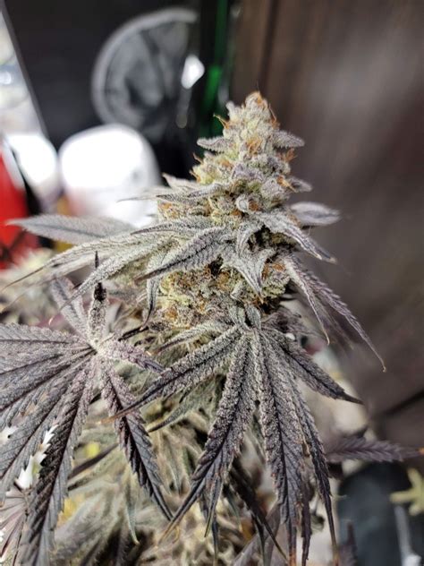 Melon Collie Strain Info Melon Collie Weed By Clearwater Genetics