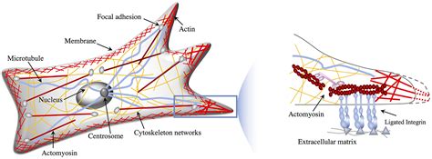 Physicists model cell migration to learn how cancer cells navigate tissue | Virginia Tech News ...