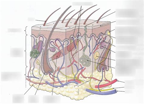 Integumentary System Diagram Quizlet