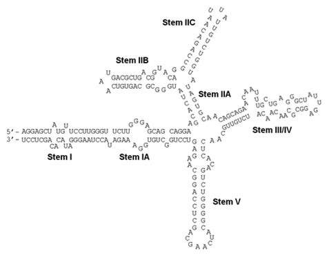 Full Article The Hiv 1 Rev Response Element