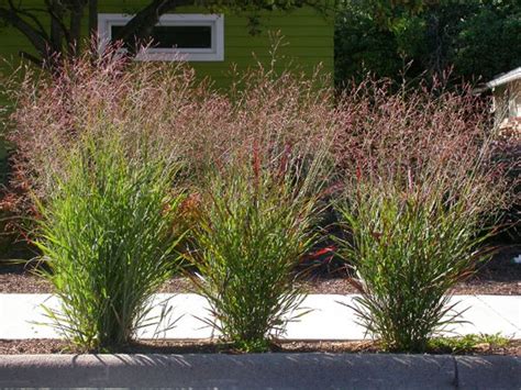 Panicum Virgatum Ornamental Grasses Native Garden Perennial Grasses