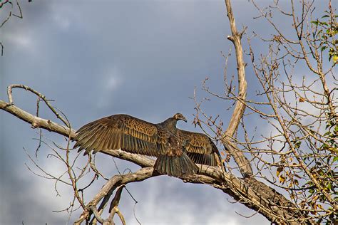 Sunning Photograph By Alana Thrower Fine Art America