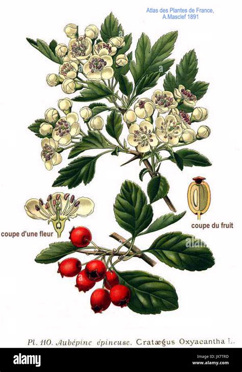 110 Crataegus Oxyacantha L Stock Photo Alamy