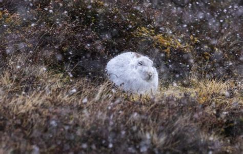 100+ Mountain Hare Scotland Stock Photos, Pictures & Royalty-Free ...