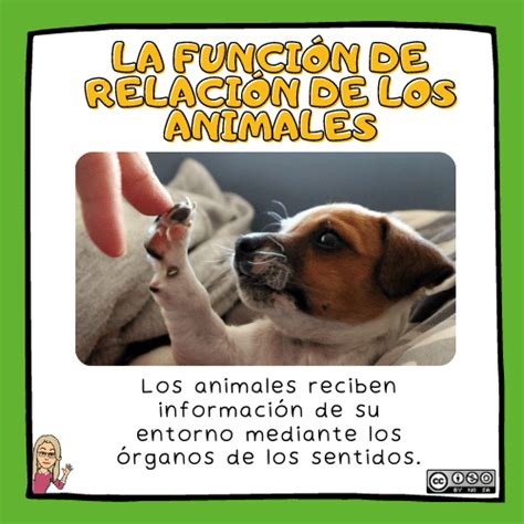 Qué son los animales Definición y características de los animales