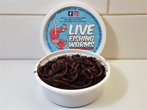 20 Live Bait Fishing Worms - European Nightcrawlers | livebaitfishingworms