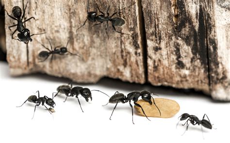 Carpenter Ants Why Are They So Difficult To Exterminate Allison Pest Control Since 1917