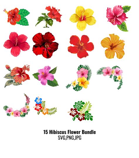 15 Hibiscus Flower Bundle Svgpng Cut File Hawaiian Flower