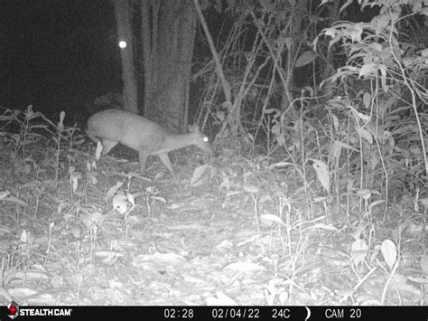 Central American Red Brocket From Azteca On February At