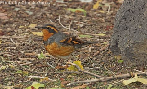 Varied Thrush - East Cascades Audubon Society