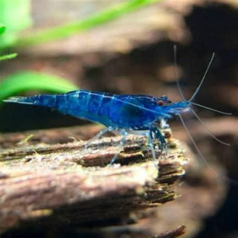 Jual Udang Hias Aquascape Blue Diamond Shrimp Shopee Indonesia