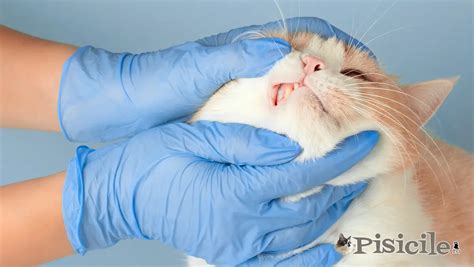 Reabsorci N Dental En Gatos