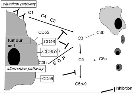 Membrane Bound Complement Regulatory Proteins Such As Cd46 Cd55 And