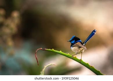 Male Superb Blue Fairy Wren Stock Photo 1939125046 | Shutterstock