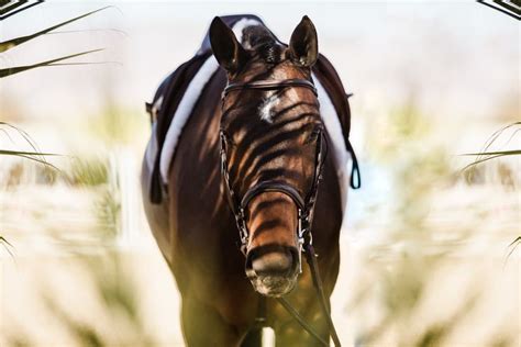 Horse Show Photography | Show horses, Horses, Horse photography