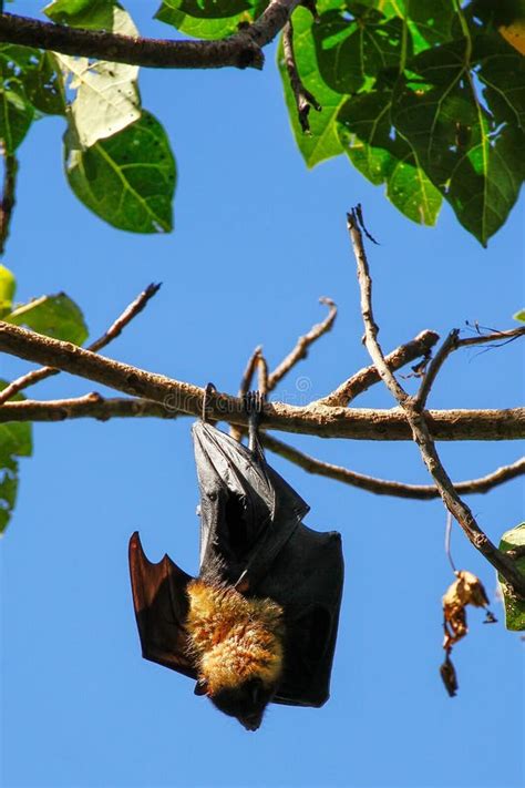 Fruit bat hanging in tree stock photo. Image of branch - 7647070