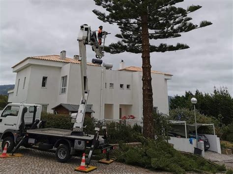 Oliveira Corte De Árvores E Limpeza De Terrenos