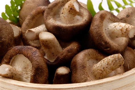 Propiedades Del Shiitake Y Sus Beneficios Para Nuestra Salud