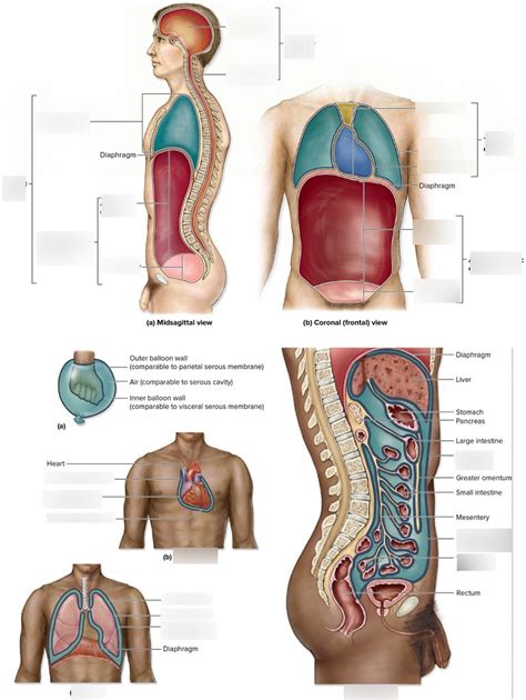 Chapter Body Cavities Membranes Diagram Quizlet