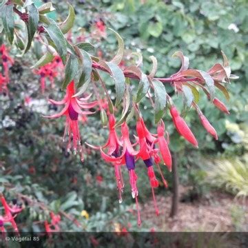 FUCHSIA Regia Reitzii