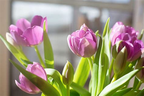 Tem Como Cultivar Tulipas No Brasil Descubra Agora Mesmo E Saiba Mais