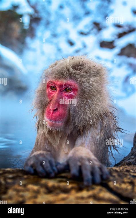A Snow Monkey At Jigokudani S Hot Spring Japan Stock Photo Alamy