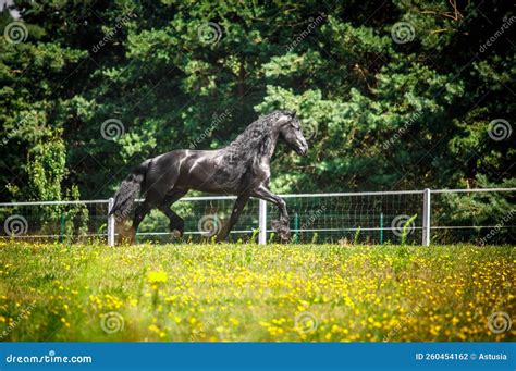 Black Friesian stallion stock photo. Image of gallop - 260454162