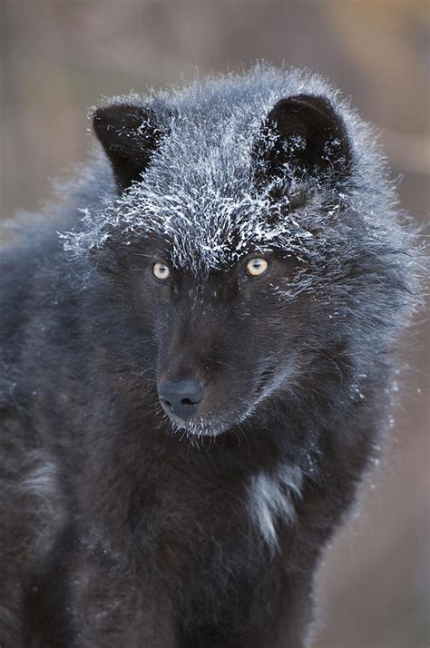 Black Timber Wolf Face