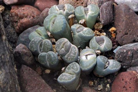 Photo Of The Entire Plant Of Living Stones Lithops Salicola Posted By