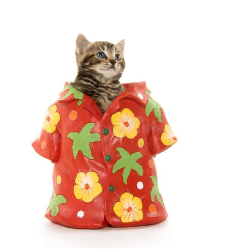 Gatito Lindo Del Gato Atigrado En Camisa Hawaiana Imagen De Archivo