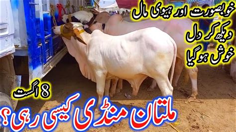 Multan Mandi Today Latest Update Multan Cow Mandi High