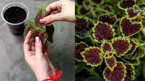 How To Grow Coleus From Cutting Youtube