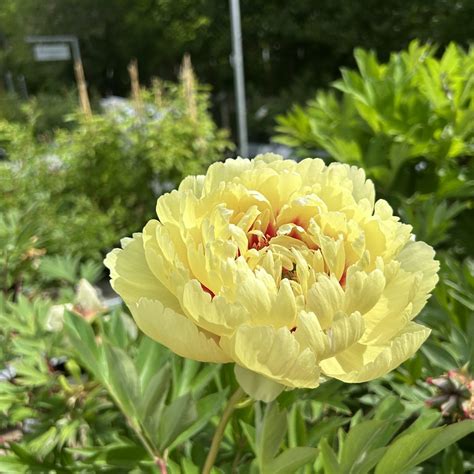 Paeonia Itoh Hybride Sonoma Halo Find Haveplanter