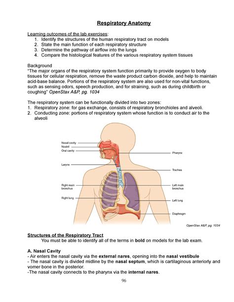 05 The Respiratory System Anatomy Worksheet Respiratory Anatomy